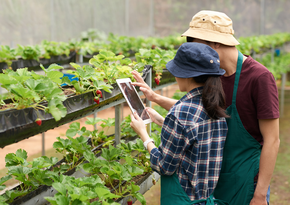 Rural Infrastructure For Agriculture
